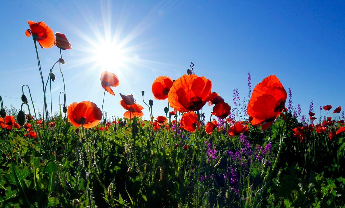 Amapolas en la cuneta ✍️ @crislopezbarrio buff.ly/3U5QNqY