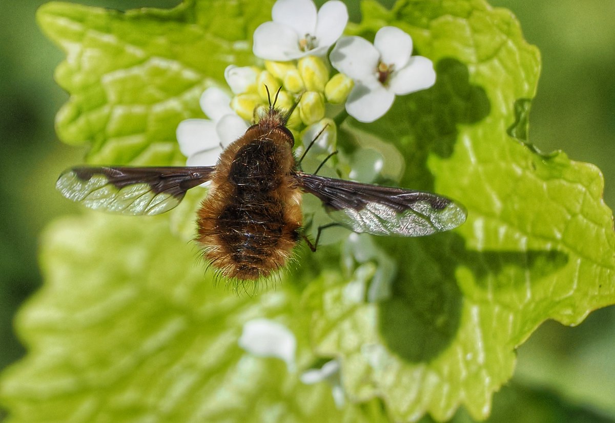 Dark-edged bee-fly enjoying the warmth of the sunshine. @ladywalk_nr