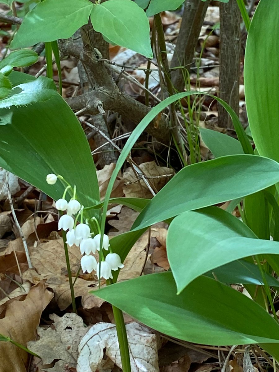 Maiglöckchen im April... #wandern