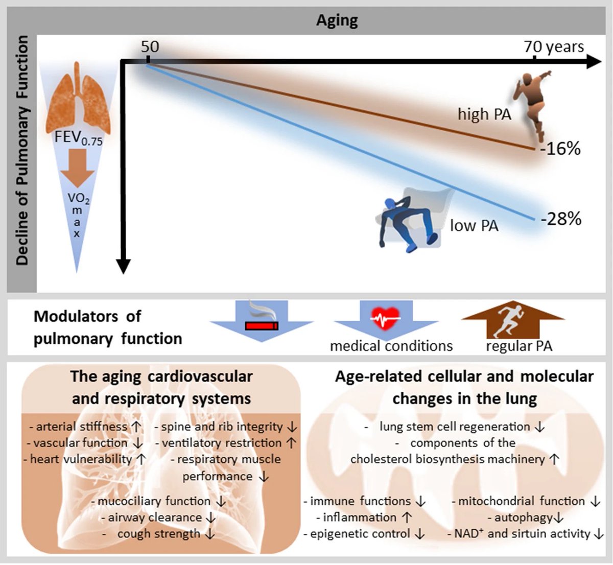 Does Regular Physical Activity Mitigate the Age-Associated Decline in Pulmonary Function? link.springer.com/article/10.100…