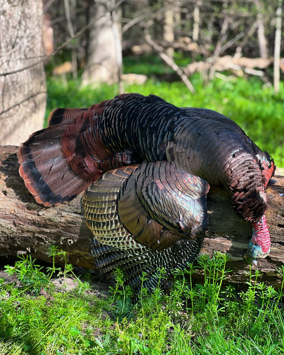 Midwest_HUNTR's tweet photo. Got one down on opening day! #turkeyhunting #wildturkey https://t.co/cj867iogII