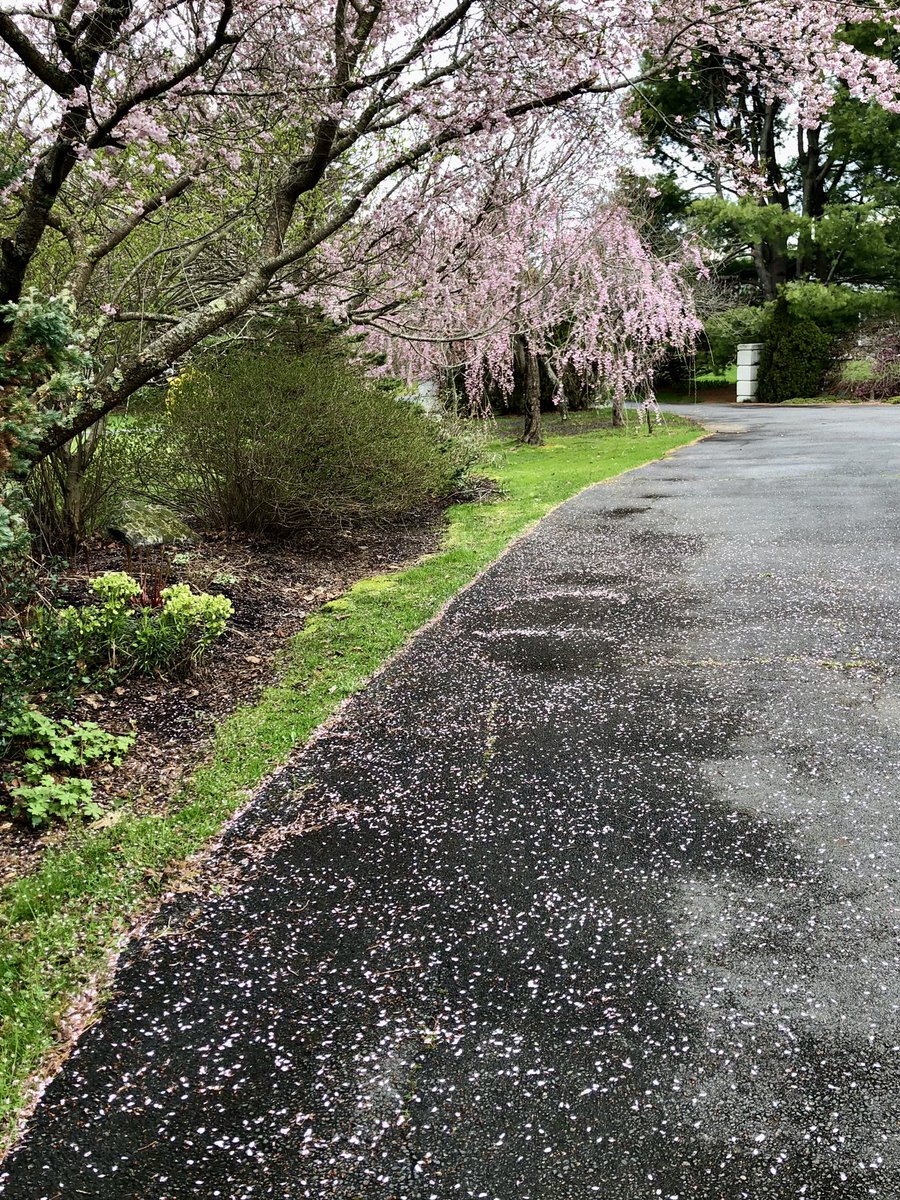 夜来风雨声 花落知多少

In the night came wind and rain
How many blossoms have fallen?

 [Tang Dynasty] Meng Haoran
(Translated by yours truly)