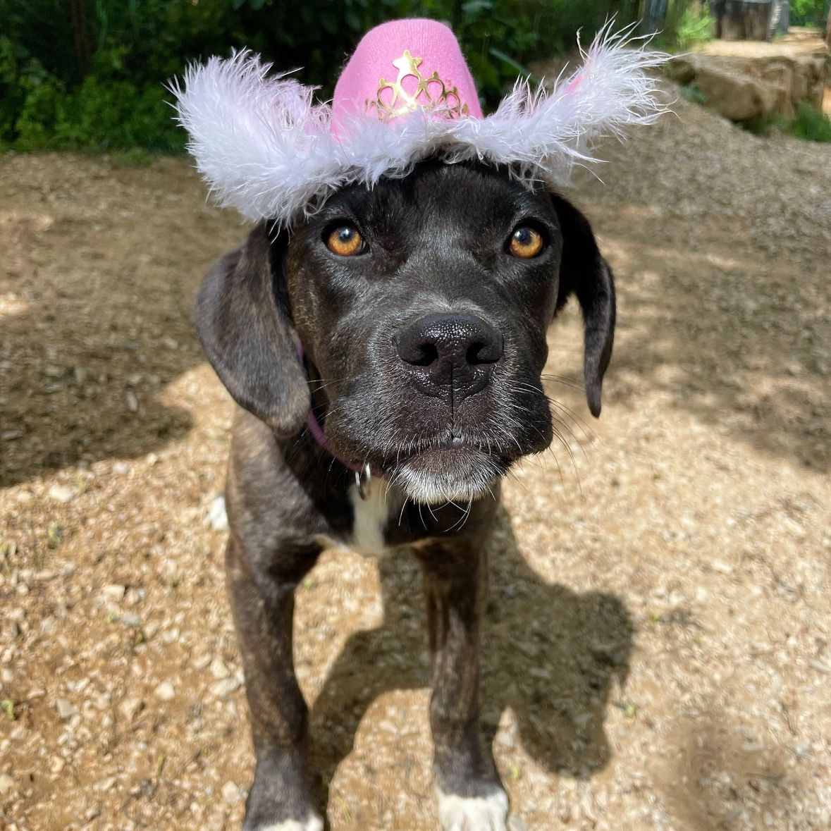 Dancer heard on the grapevine that she's not being chosen because of the way she looks 💔. She picked out her favourite hat in the that hope someone will notice her. This little girl is sassy, confident, outgoing, cuddly, and so much more, but unfortunately, she hasn't received