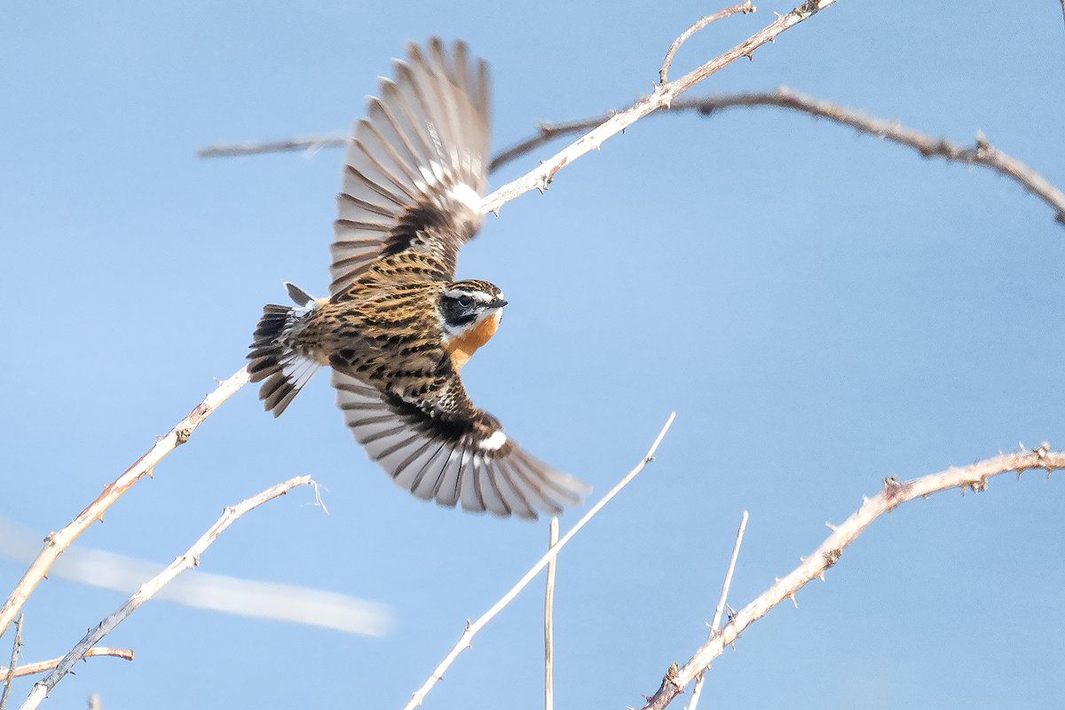 Tom Shevlin tweet media