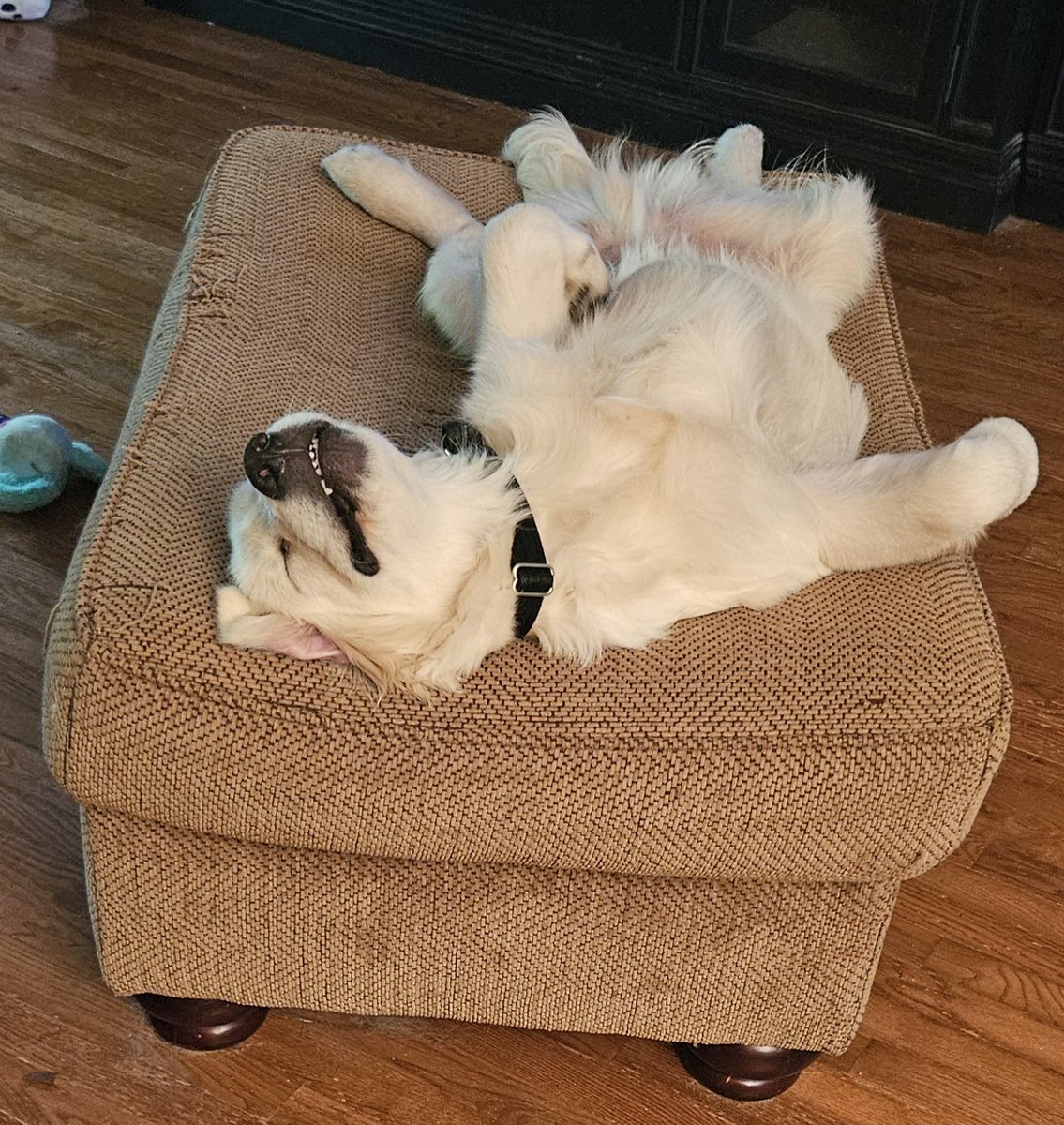 Nothing beats a nap on a rainy day *sigh* 😴