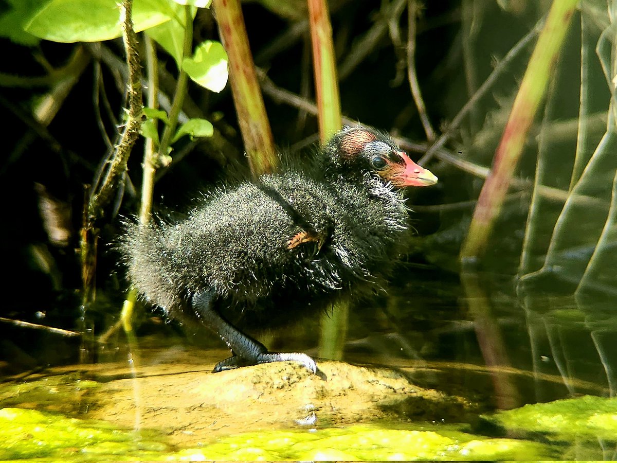 That time of year again when I'm not the only bald, wispy-chinned resident of #salopobs - the first brood of Moorhens are out! Four chicks today 🐤