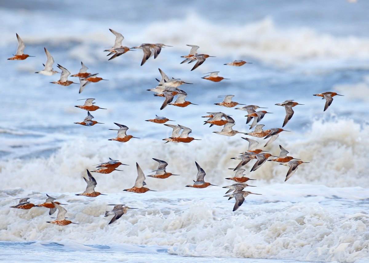 Today René van Rossum watched the northward passage of 1600 bar-tailed #godwits (with male bias) along beach at Katwijk aan Zee, Netherlands. These belong to the vanguard troups arriving in the #WaddenSea in time for fueling & timely departure to the warming tundra. ©R.vanRossum