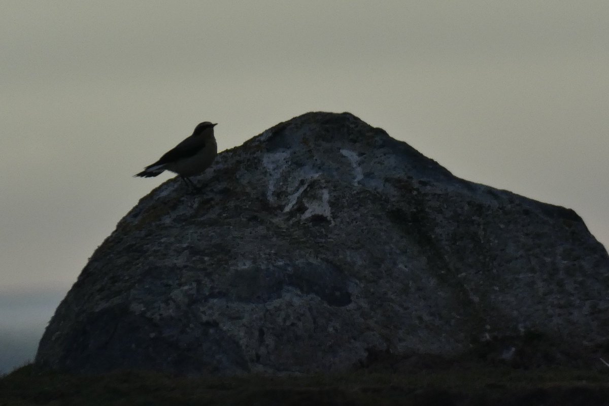 Wheatear pair male C54 & female D74 are on territory at North Plain @SkokholmIsland (which he is conscientiously defending). He was in the plot next door in 2023 and typically has hardly moved whilst she has moved a few hundred metres from the top of Western Plain.