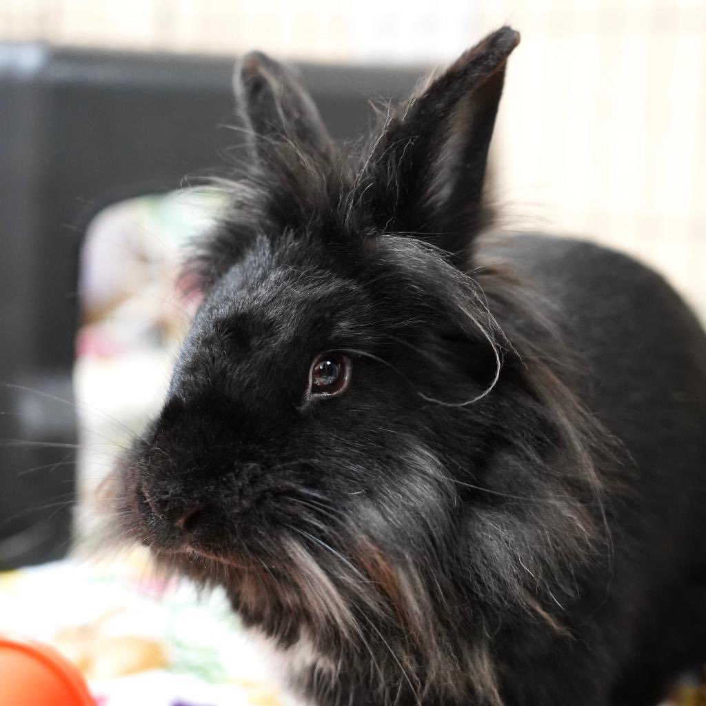 This fluffy dream of a rabbit is Cake Pop! He's a sweet, curious boy who loves to explore. Wouldn’t you love to have him hopping around your home? 🧡🐇

Cake Pop is neutered, microchipped, and vaccinated against RHDV2.
 
Submit an adoption application at center.houserabbit.org