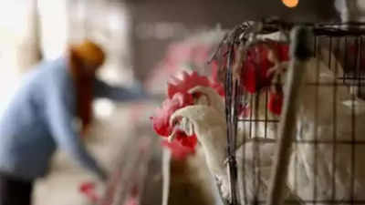 Oh no 😮 
H5N1 found in milk 😮
Who could've imagined 😮
Are you still not weaned 😮

 timesofindia.indiatimes.com/world/us/h5n1-…

         🐓🐄🐣🐓🐄🐣

#VeganUp #MakeTheConnection 
#3in4 #zoonotic #EndAnimalAg 
#Fharming  #DairyIsScary #H5N1