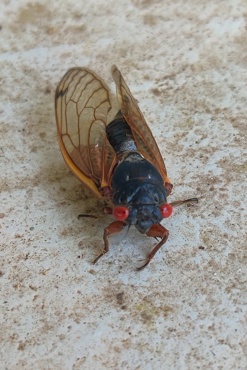 We had a visitor this afternoon. They're baaaack! 🤗💕🎶🎶🎶