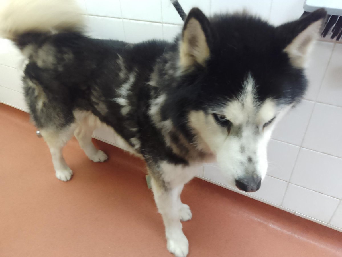 Please retweet to HELP FIND THE OWNER OR A RESCUE SPACE FOR THIS STRAY DOG FOUND #HARROW #LONDON #UK 🆘🆘🆘 Adult, male Husky, chip unregistered, found 14 April now in a council pound for 7 days. He could be missing or stolen from another area, please share widely. If a rescue