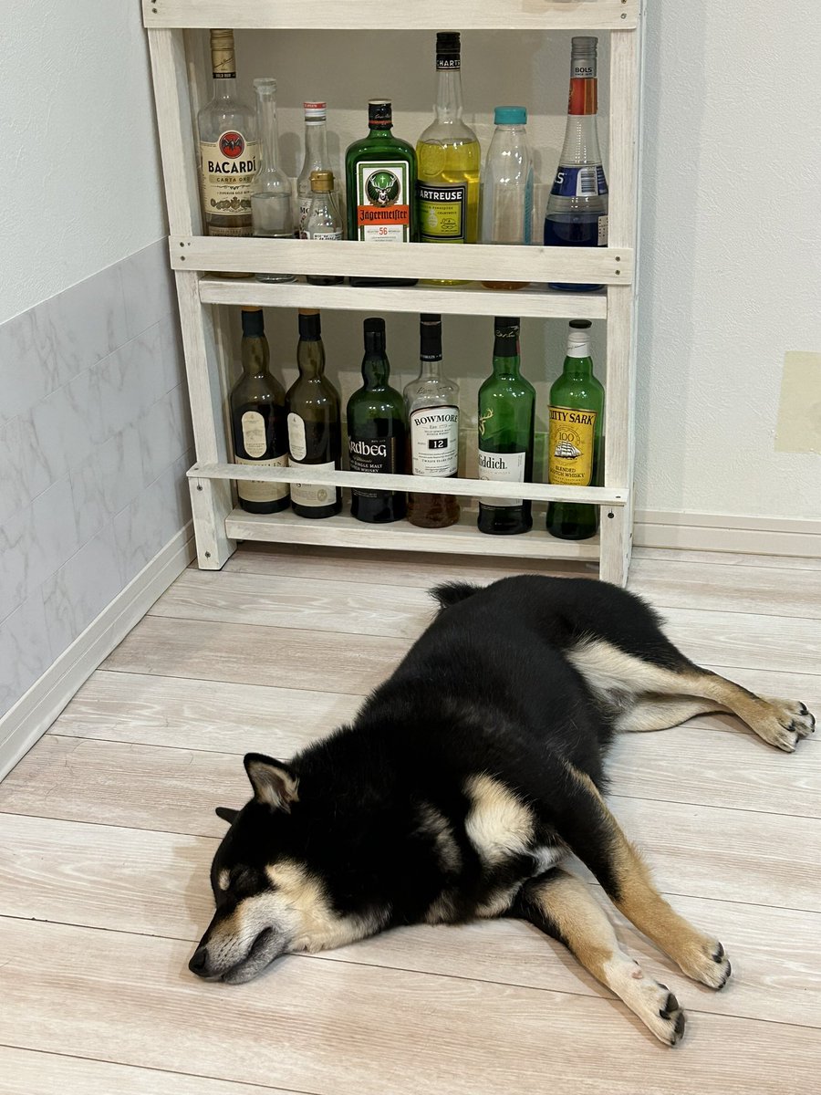 酒に囲まれて寝る柴犬