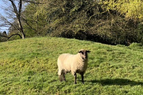 All your kind comments have been appreciated. Dawn chorus, flowers& lamb youtu.be/3Y5G2Kl8Ito?fe… via @YouTube A stranger arrived into our fields. It leapt hedges, walls and a fence from the road. It will take a while to come to terms with my loss but life must go on.