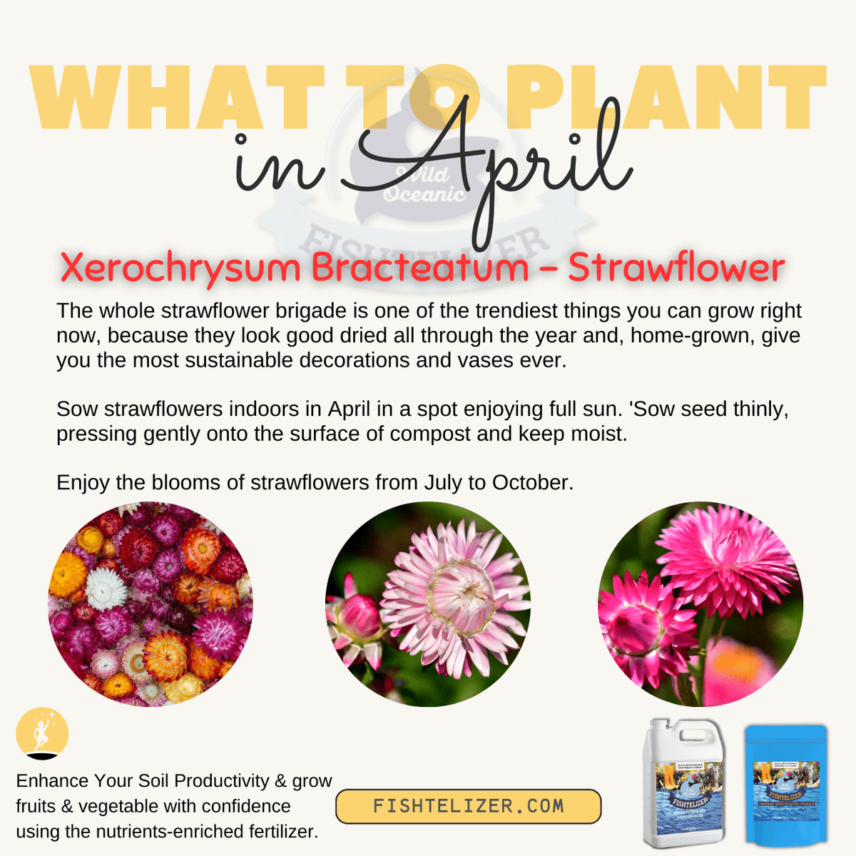 Fishtelizer's tweet photo. "What Should You Plant in APRIL” 🌱😍

Follow @fishtelizer to learn more on planting seasons.

@fishtelizer
@fishtelizer

#plantingathome #plantingtips #hydroponics #naturalfertilizer #plantinginapril #gardeningcalender #april #aprilplanner #aprilplants #plantingcalander https://t.co/zY7NYsTRx1