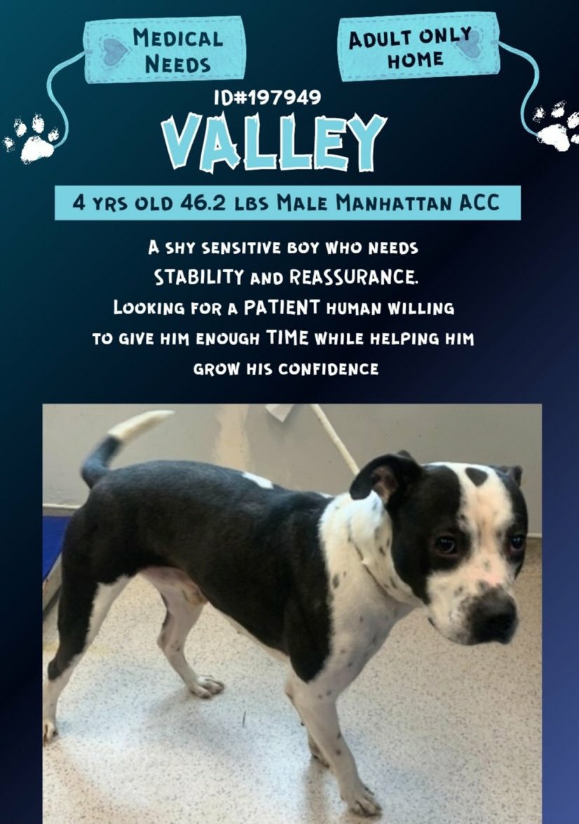 💚 #Adoptme VALLEY 4yrs #Macc Lovely shy sensitive boy looking for a patient human to give him Time stability reassurance and love ❤ Nycacc.app #197949
#FostersSaveLives Dm @CathyPolicky @SuzanneSugar 
🙏🐕💞