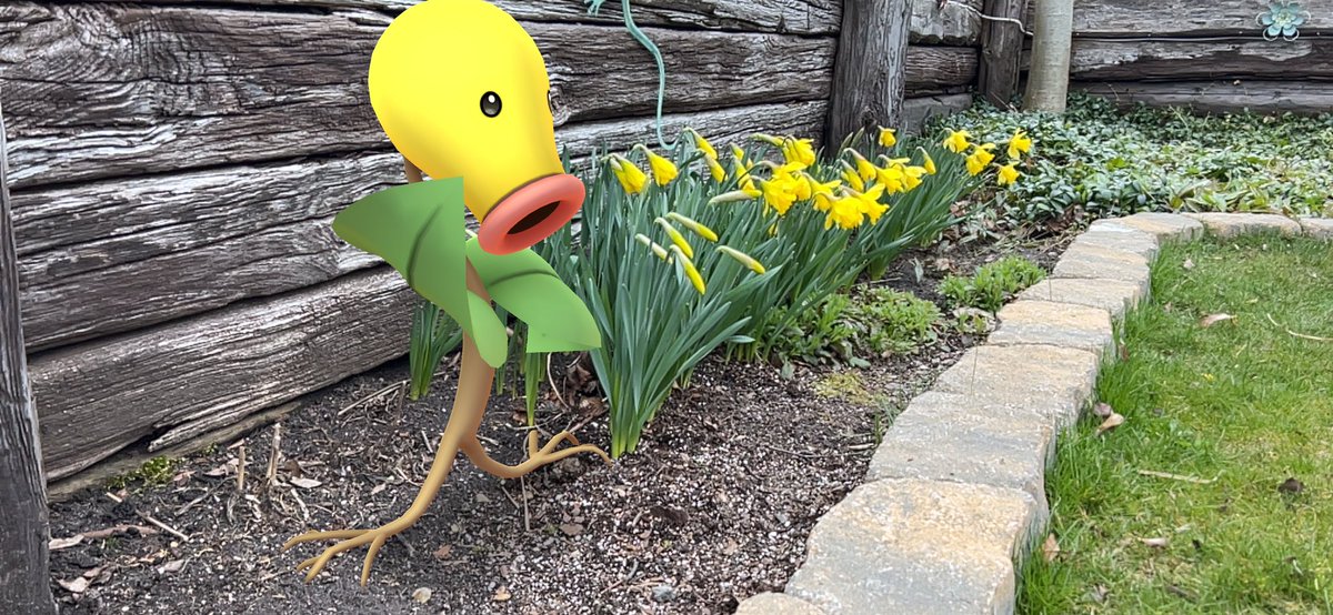 Benjigecko3's tweet photo. Hanging Out! #PokemonGOCommunityDay https://t.co/Es6QJ7Q6pA