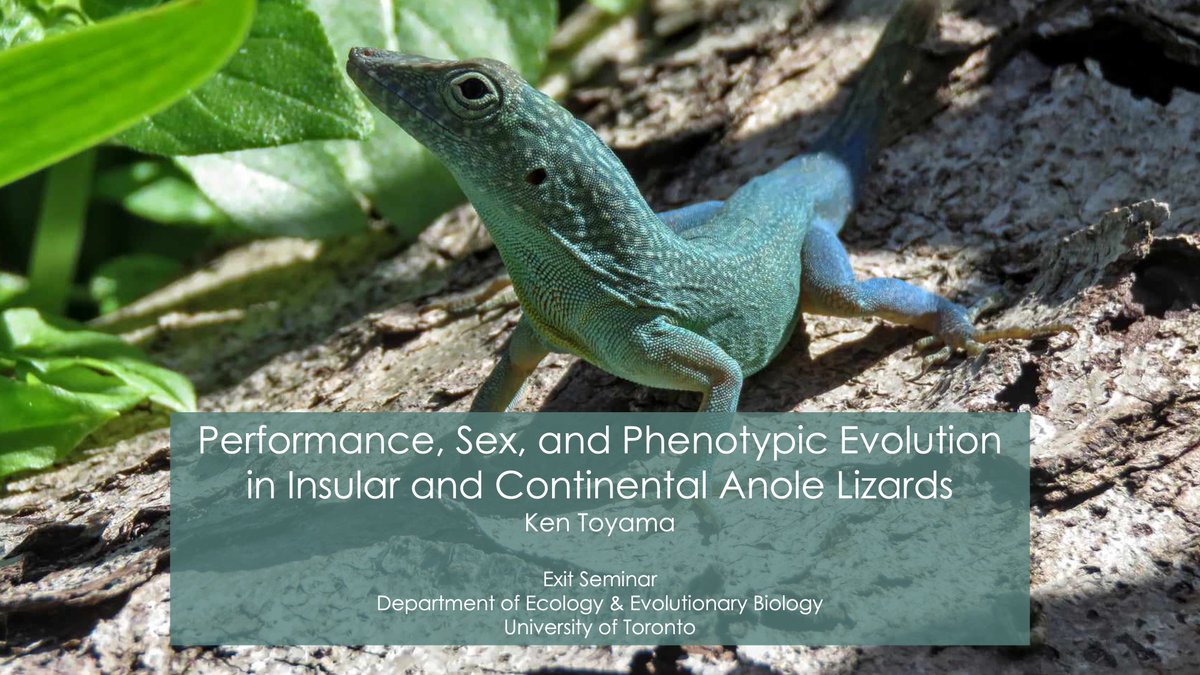 I'll be defending my PhD thesis this Tuesday (April 23)! It will happen at 10 am EST and the presentation will be live-streamed here: youtube.com/channel/UC38Vx… 🦎