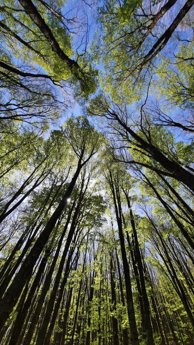 #Stupore_Lucano #basilicata #alberi #natura #nature #trees #italia #tree #bosco #italy #green #verde #naturephotography #primavera #landscape #ig #foglie #cielo #photography #albero #sole #montagna #piante #paesaggio #sky #naturelovers #fiori #colori #picoftheday #photo #love