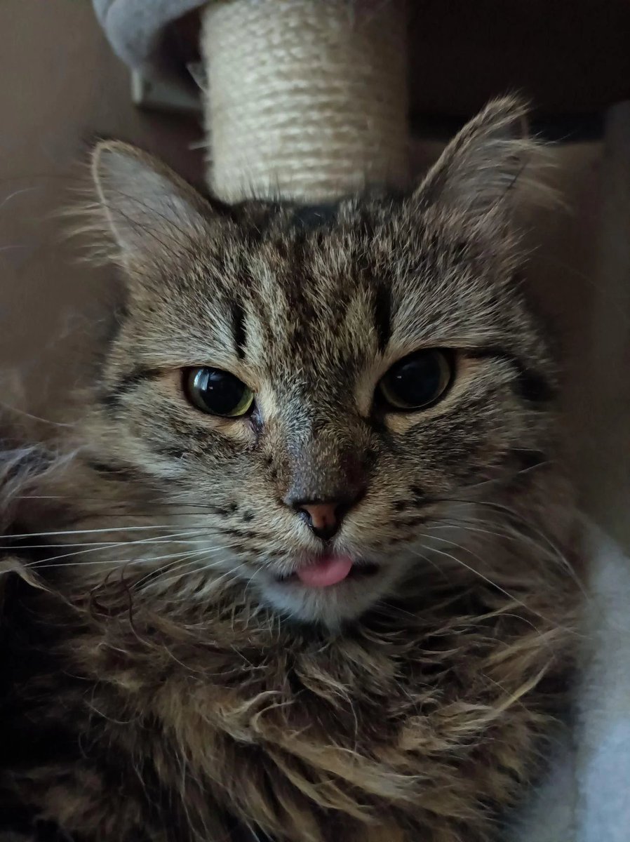 Dlaczego NIKT nie chce mu pomóc...?

Zbiórka Vincenta idzie fatalnie...
Kocurek umrze jeśli nie uda się zebrać chociaż na pierwsze dawki leku.
Lek na FIPA jest bardzo drogi... Jego opiekunowie bardzo go kochają pomóżmy go uratować 😭😭😭💔

pomagam.pl/np9he8