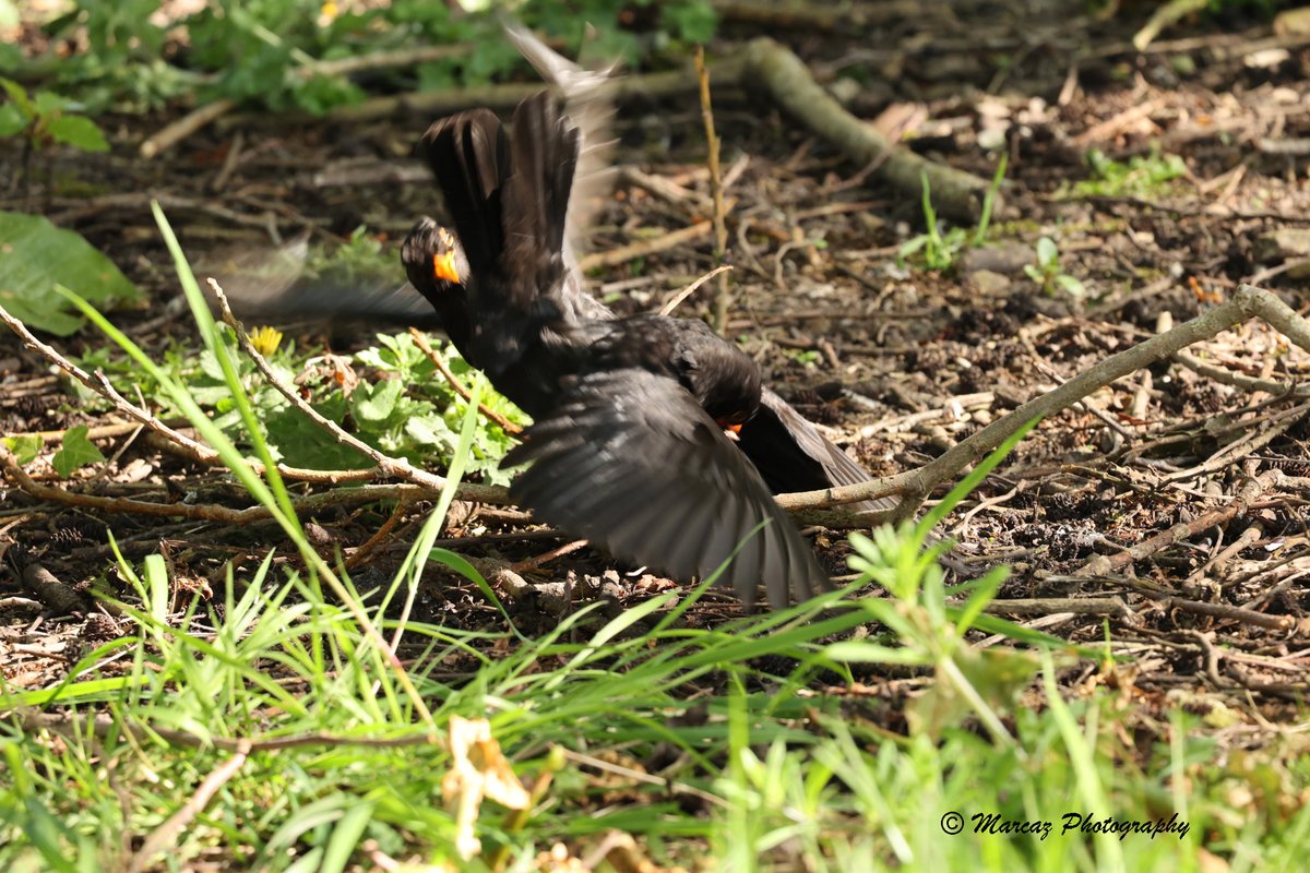 Battling male Blackbirds. These two were really clawing and pecking at each other on Grovelands in Warminster. Taken by Carolyn, 20/04/2024. @WiltsWildlife @Natures_Voice