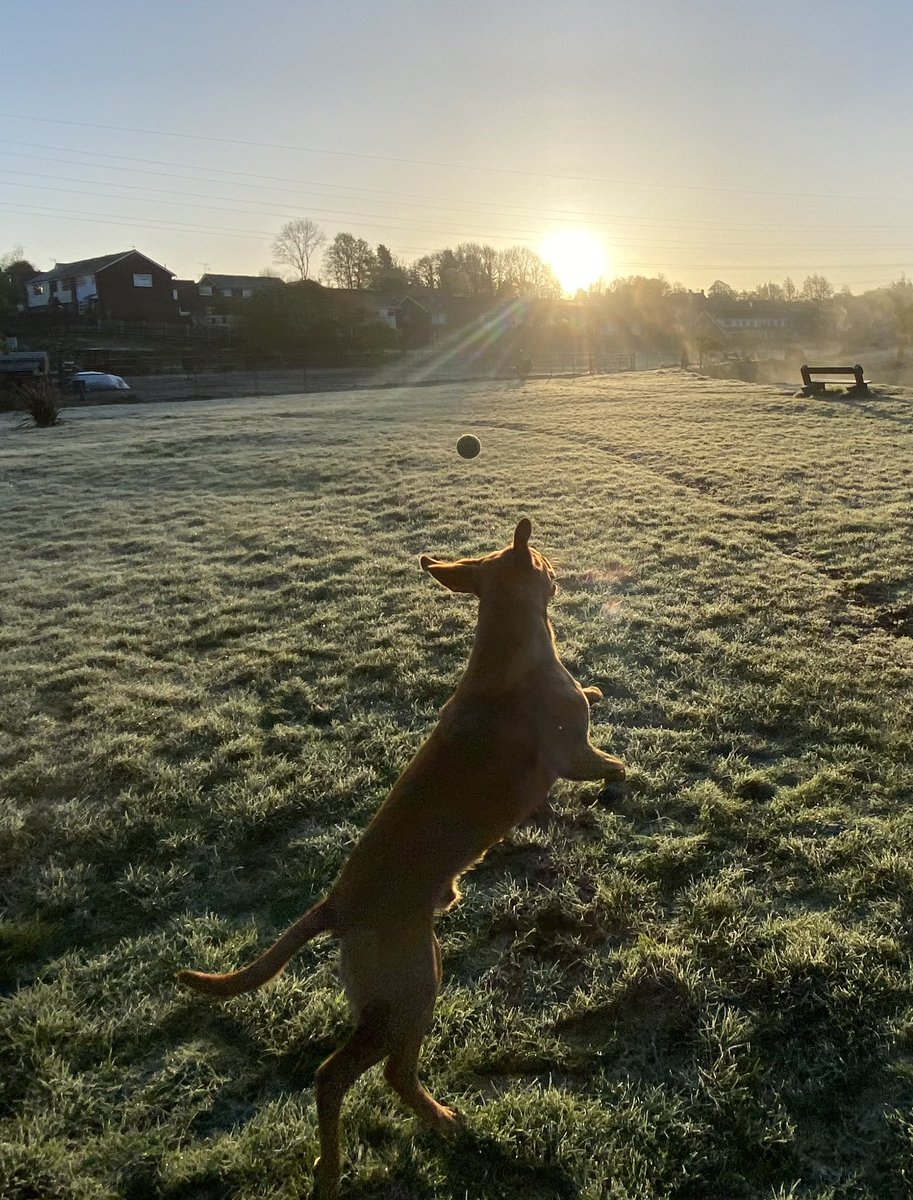 Early morning fetch