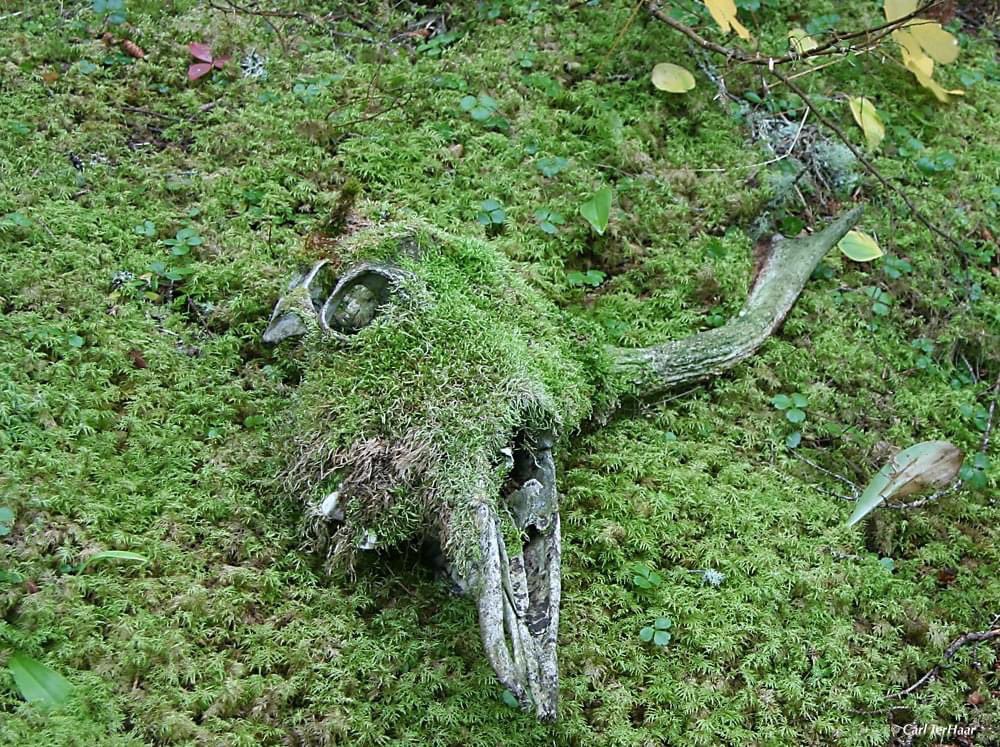 Moss through hollow eyes
Steady shifting hand of time
Bones return to earth.

#DailyHaiku 🫎