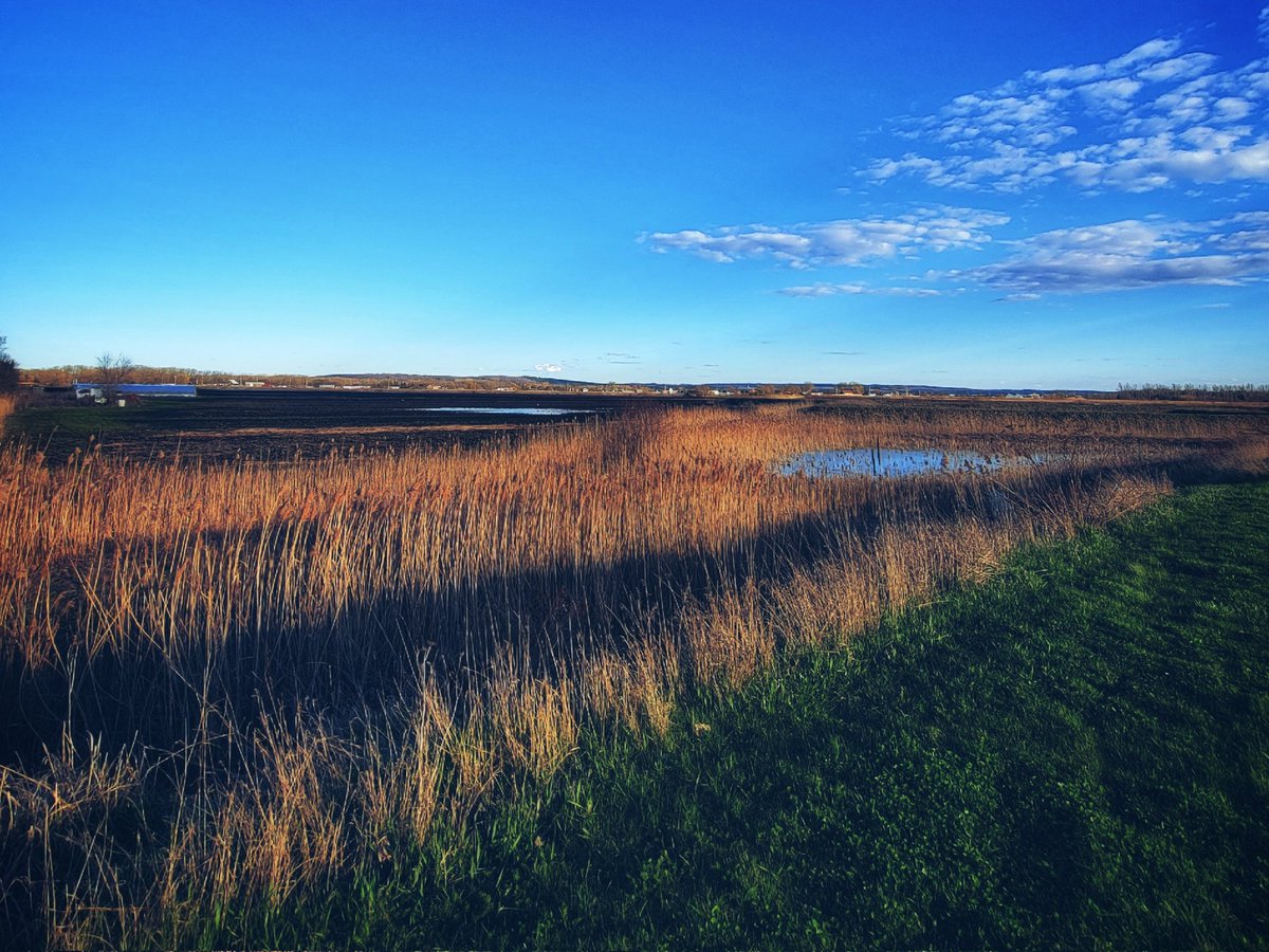 Marsh sunset