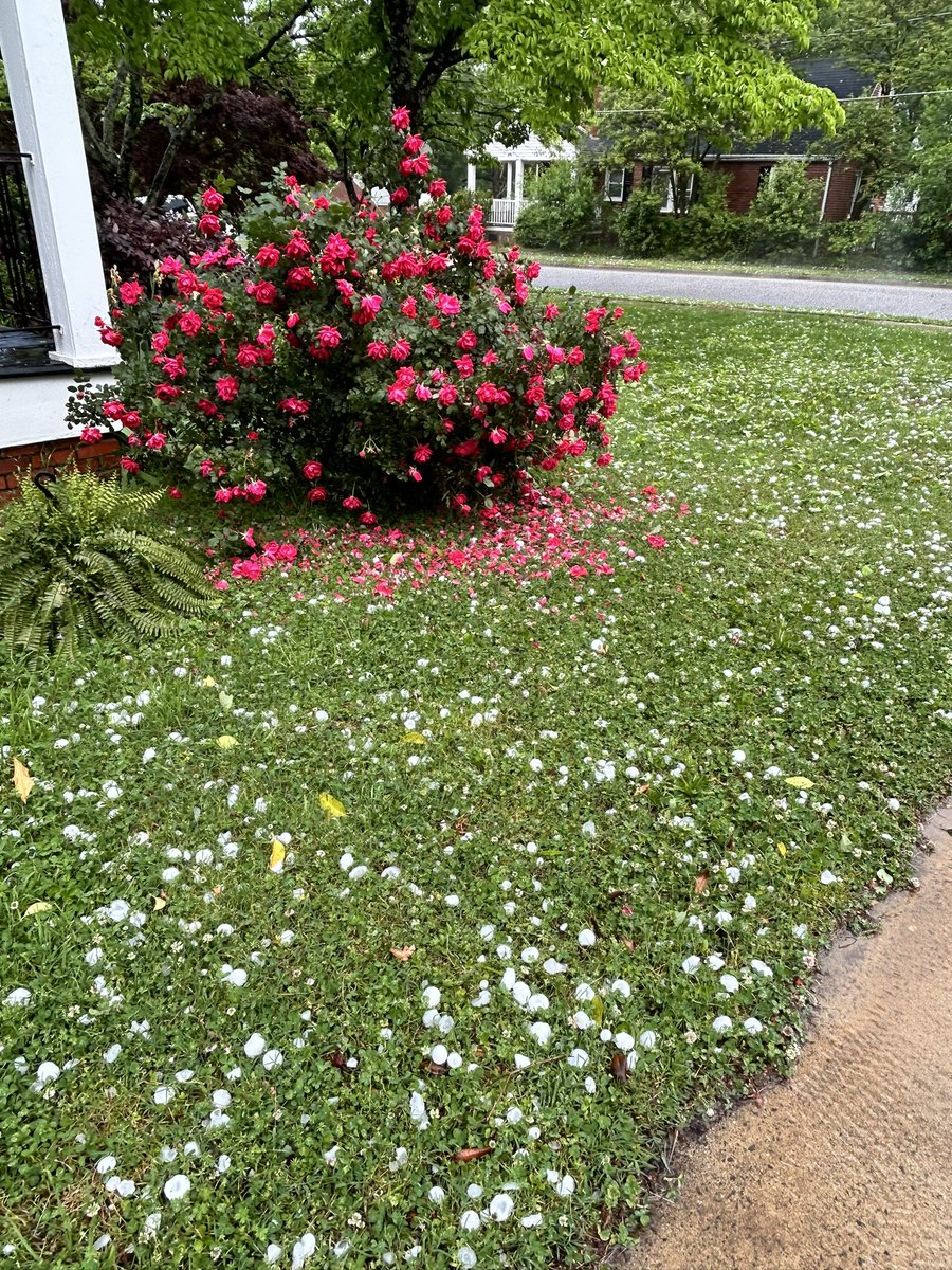 HiersAshley's tweet photo. @wxbrad Golf Ball sized hail in Rock Hill, SC https://t.co/XeAb43ZcMj