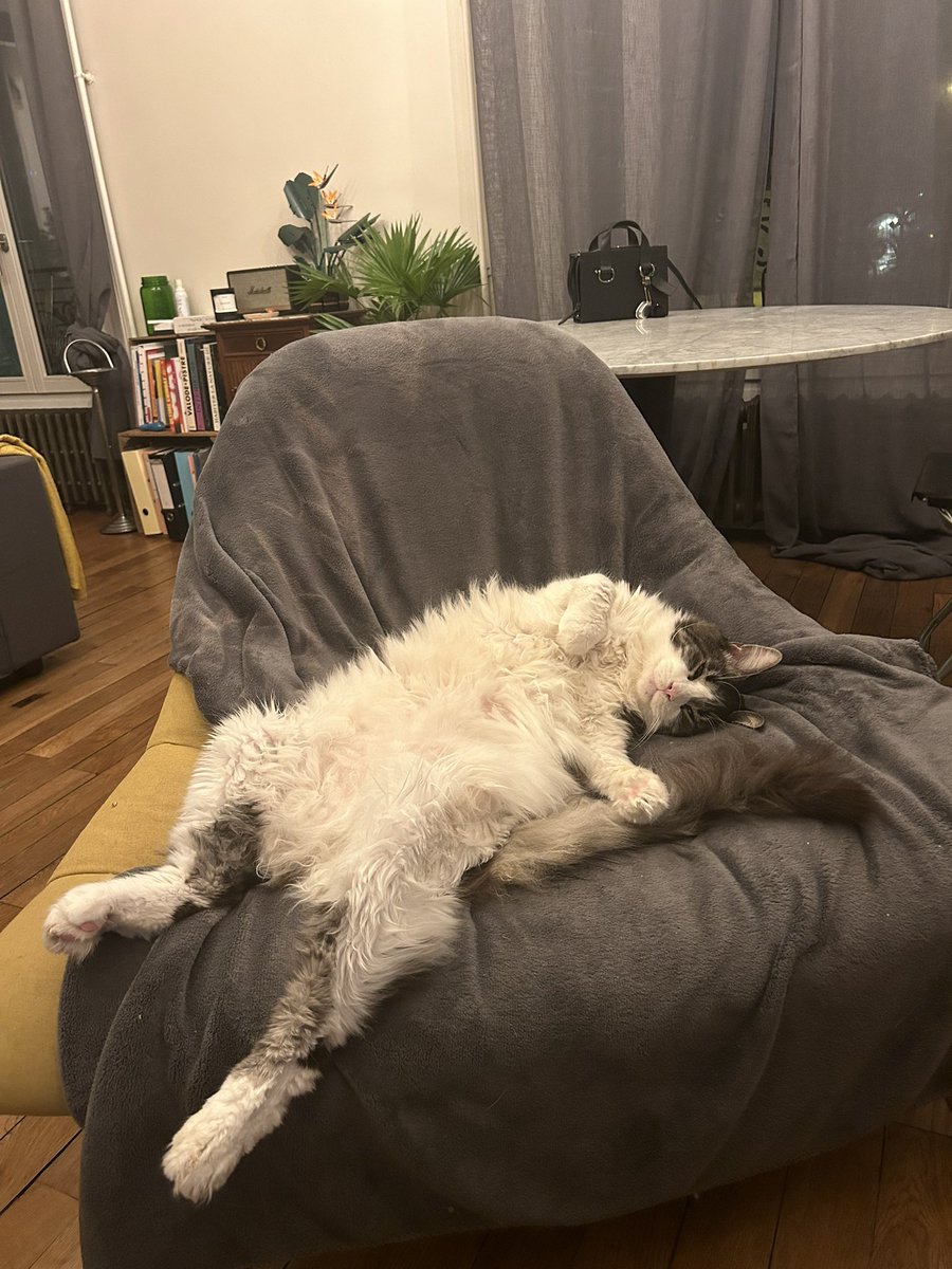 devildetazmanie's tweet photo. Je pense que je vais commencer un thread de Léo qui dort https://t.co/hKT1bCjaL8