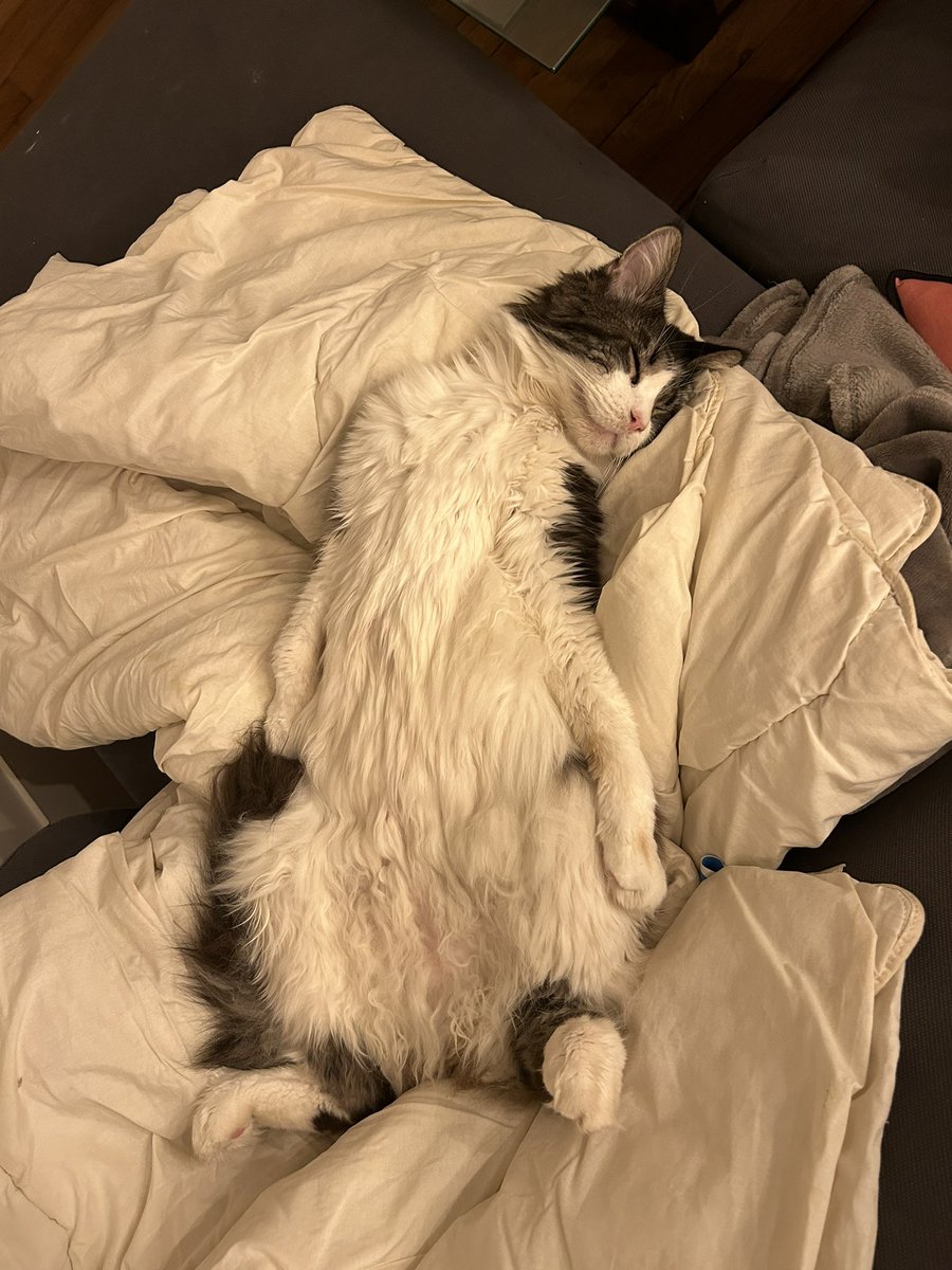 devildetazmanie's tweet photo. Je pense que je vais commencer un thread de Léo qui dort https://t.co/hKT1bCjaL8