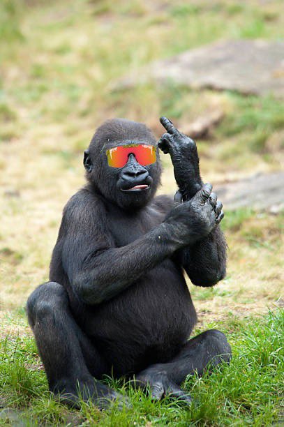 ETHEREUM_HABIBI's tweet photo. middle finger to da bearz https://t.co/h0y0fdO9IS