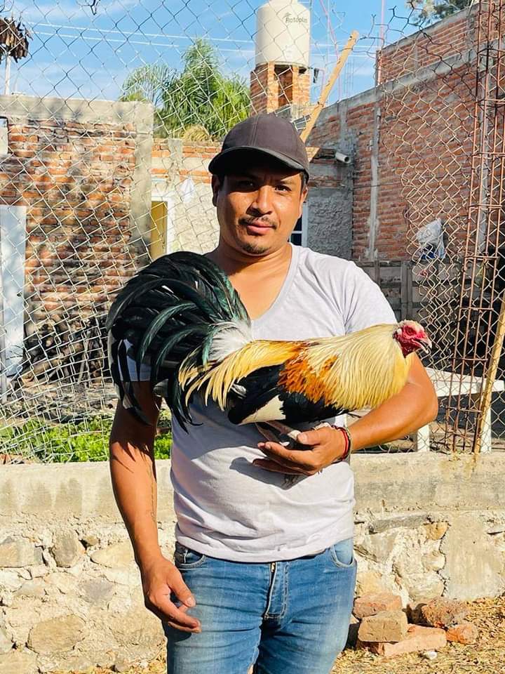 Single30chiapa1's tweet photo. Ranchero enseñando el fierrote... https://t.co/lVSWbxk0aa