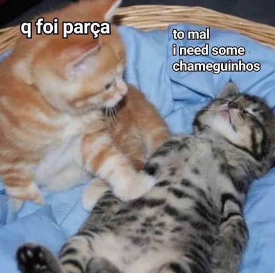 animaisfrases_'s tweet photo. https://t.co/VTBbFtF4DC