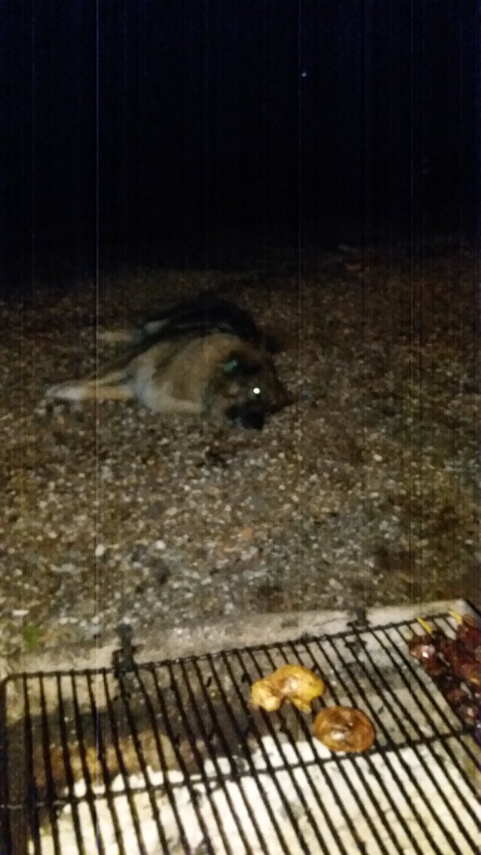 foça da devam bu köpeği sahiplenecek varsa gelsin