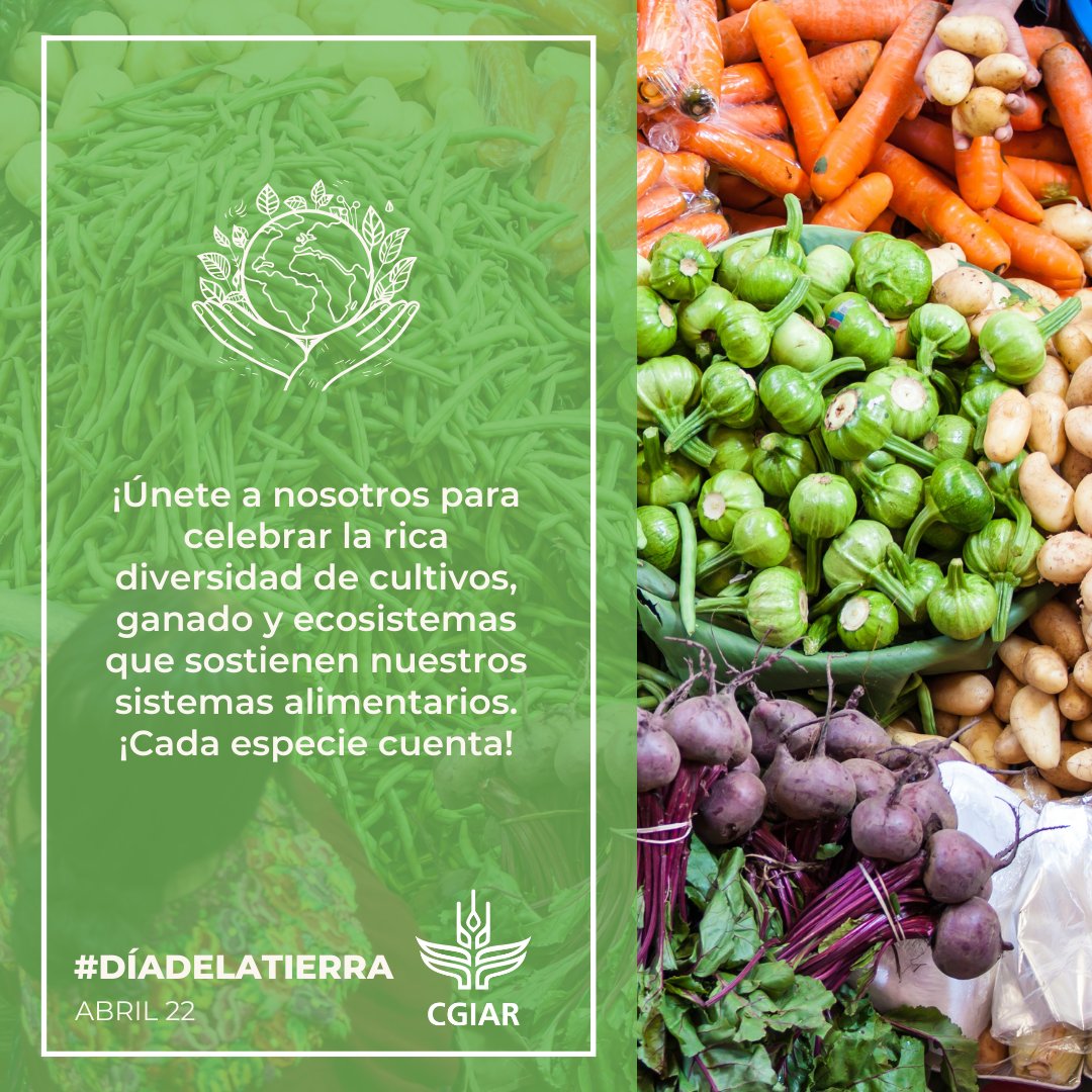 Los #SistemasAlimentarios que priorizan la diversidad en los cultivos, ganadería, sistemas agrícolas y todas las especies, son esenciales para un planeta sano🌍 ¡Este #DíaDeLaTierra, únete a nosotros para priorizar la #agrobiodiversidad! 🌱 👇 cgiar.org/news-events/ev…