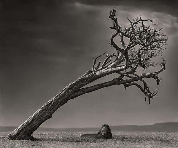 © Nick Brandt