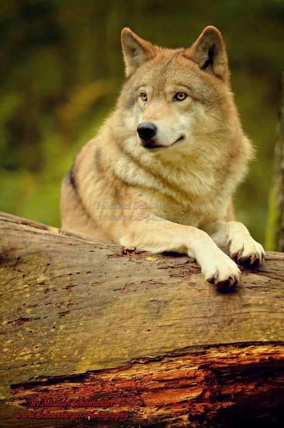 #wolffanlover #wolflover #wolf