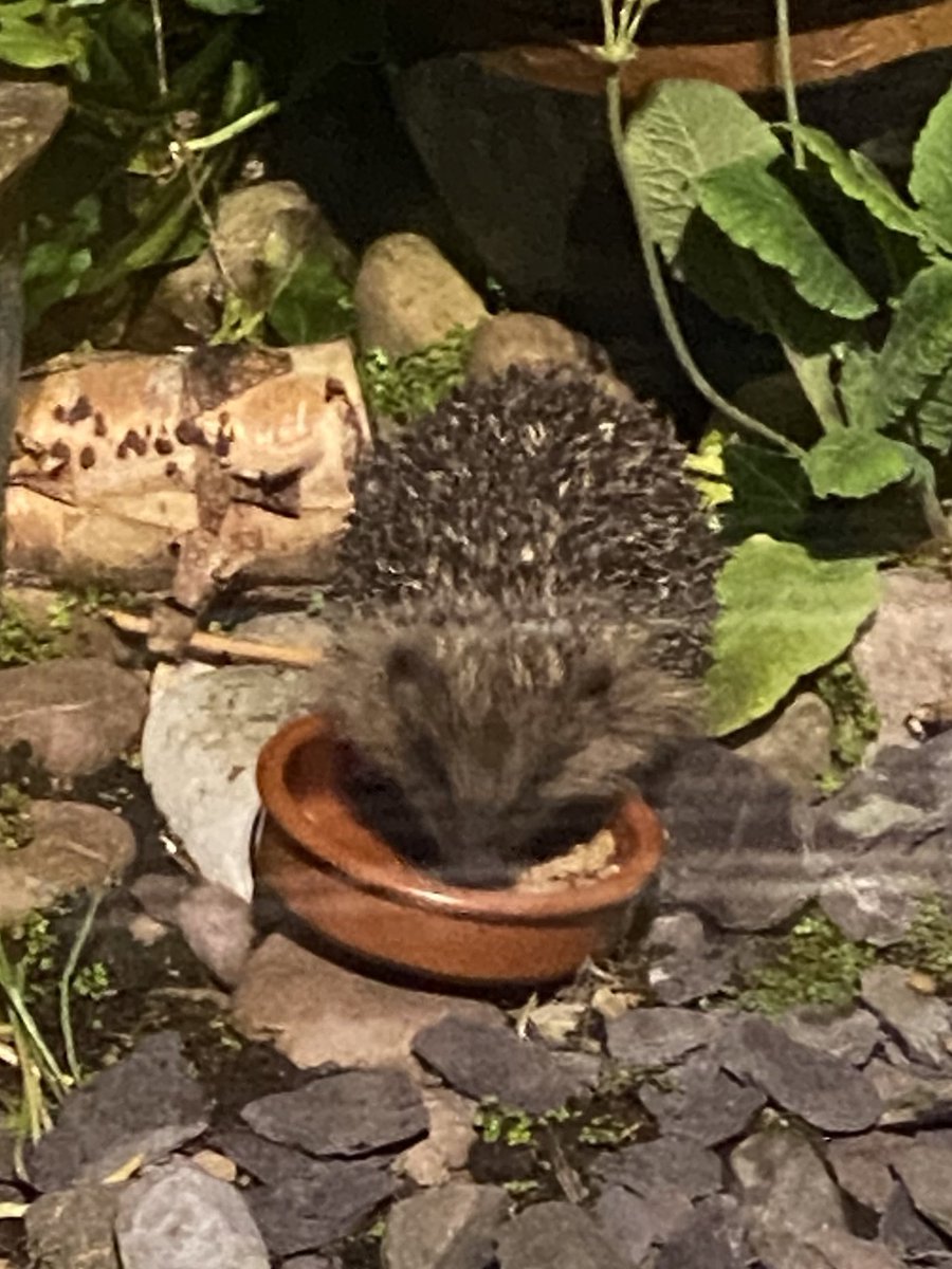 MollyMoggy26's tweet photo. Mum it is not fair 😼😾. How come you get to meet our garden’ new friend 🦔 and yet you don’t let us meet him😼😾. We almost got out, but you were very determined🙀
What is his/her name? Any ideas pals?? 🦔🦔
#caturday, #hedgehog #CatsOfTwitter #OneRuleForOne 😾 #trappedinside https://t.co/G2SIwLeAJx