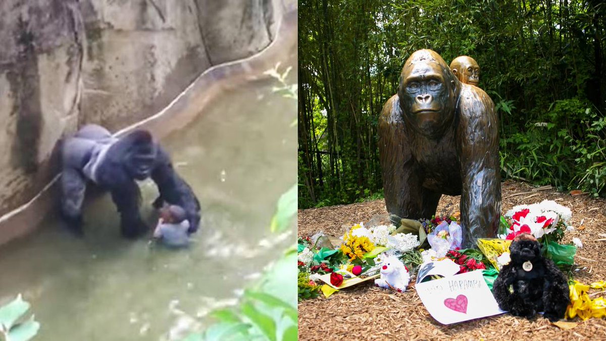 Harambe: el Gorila que fue asesinado cuando un niño cayó en su hábitat ow.ly/NluG50RfyUX #FelizSábado