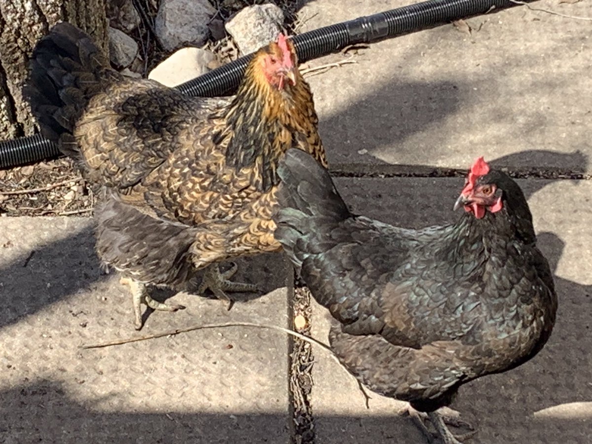 It was a mild winter by our standards but mild in Manitoba is -20C nights so the hens stayed indoors all winter. They’re practically giddy with excitement at roaming the yard again.