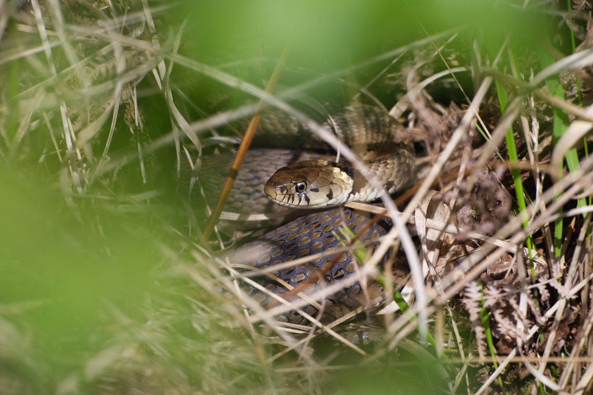 Josh Phangurha tweet media