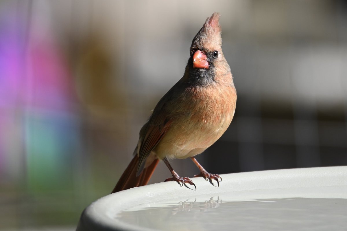 Female Northern Cardinal visits the bird bath! 
#birding #bird #birdwatching #birdsphotography #Cardinals #NatureBeauty #NatureLover #NatureLovers #naturephotographer #naturephotography