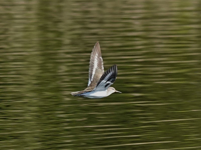 Here are Ed Wilson's sightings from today at Priorslee Lake and The Flash, Telford, Shropshire @sosbirding @BC_WestMids @My_Wild_Telford @BTO_Shropshire @ShropBotany Today's Photo: A Common Sandpiper friendsofpriorsleelake.blogspot.com/2024/04/20-apr…