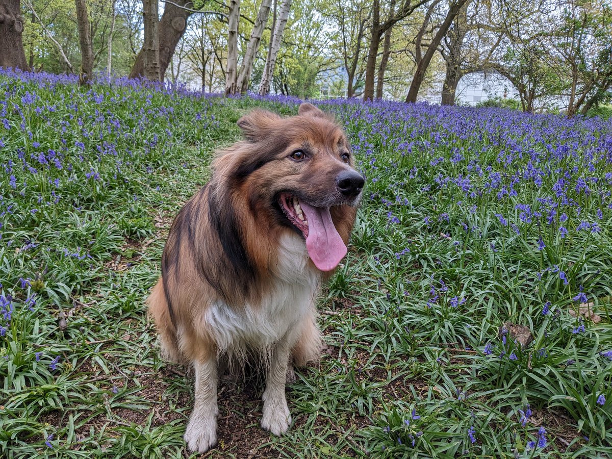 Saturday means a longer walk. Hurray! But the bluebells are out which means photos. Sigh. 🐾🐾🪻🪻🪻📱🙄
#BorderCollie
#Bluebells 
#FewerPhotosMoreThrowIt
#SaturdayThoughts