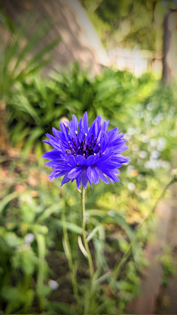 他人に何を 言われようと関係ない 私は私 (ケイト・モス) 一輪の花は 誰に何を言われようとも ごく自然に在るべき姿で 私は私と言う 花は それがいいし、それだからこそいい 人も在るべき姿でいいんです 私は私 生きていく上でこれが原点