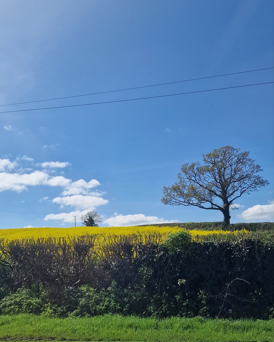 joemcneillphoto's tweet image. Just how stunning is the lonely tree sitting in a field of gold and nearby fields of oilseed in the sunsine. Pontzpass near Newry N.I🌞🌳🌼

#oilseed #yellow #fieldsofgold #lonelytree