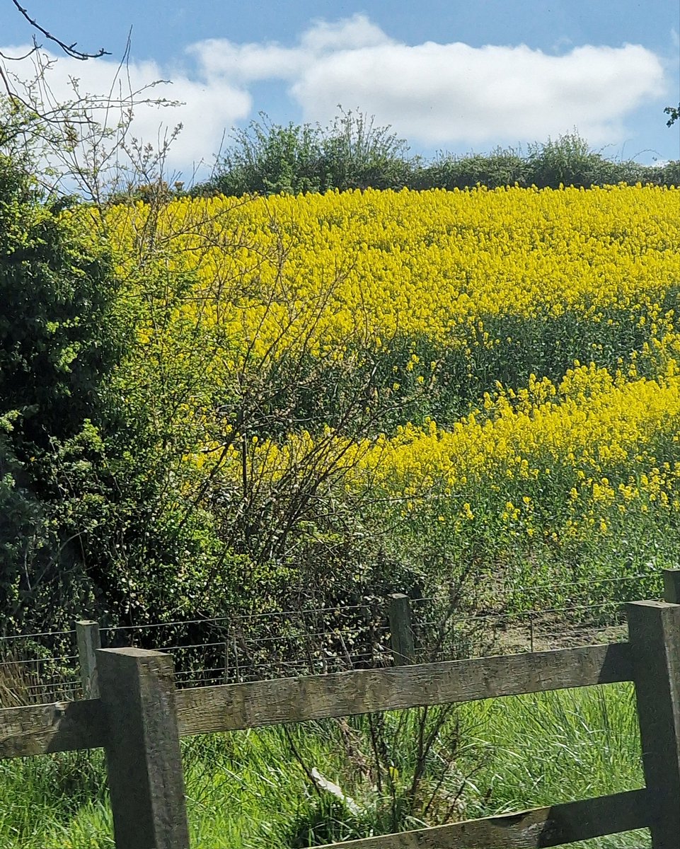 joemcneillphoto's tweet image. Just how stunning is the lonely tree sitting in a field of gold and nearby fields of oilseed in the sunsine. Pontzpass near Newry N.I🌞🌳🌼

#oilseed #yellow #fieldsofgold #lonelytree