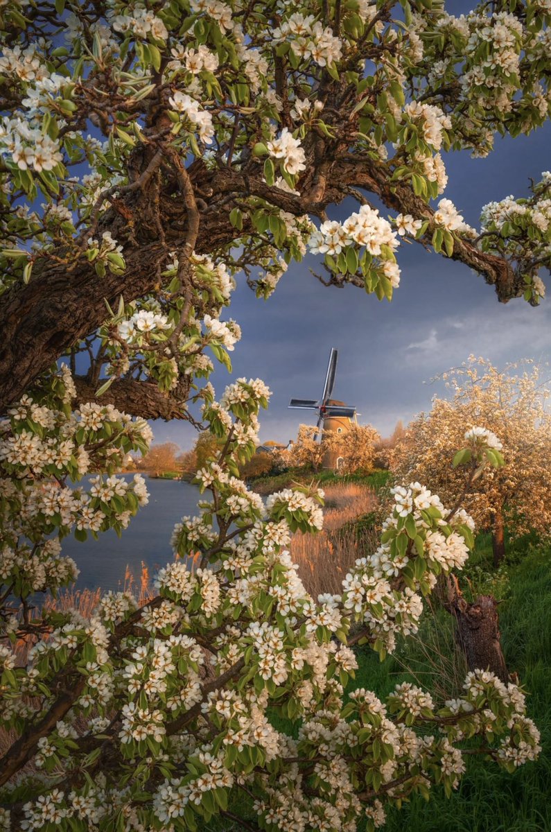 Springtime in beautiful 
Netherlands!  🌸🇳🇱

 📸 © Albert Dros