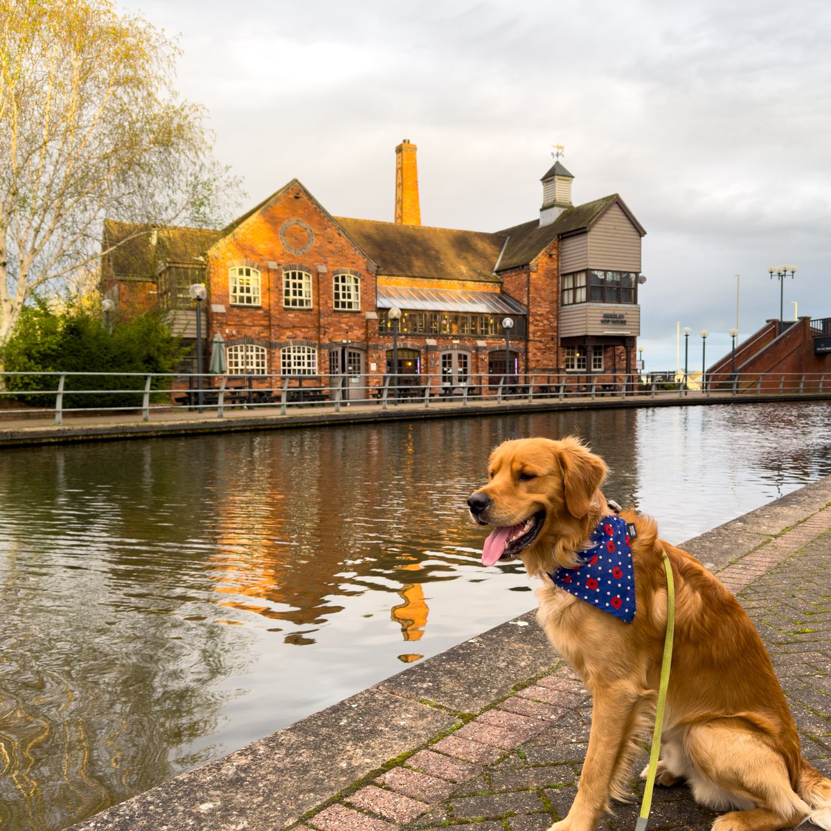 Finlay #RedMoonshine at the @brierleyhophouse on #DudleyNo1Canal #BoatsThatTweet #KeepCanalsAlive #LifesBetterByWater #FundBritainsWaterways #HopHouse #Bankss #TongueOut #TowpathWalks #Canals #Canalsandrivers #HistoricBuildings redmoonshine.com